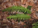 Polystichum aculeatum