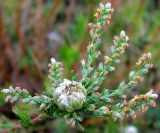 Artemisia commutata