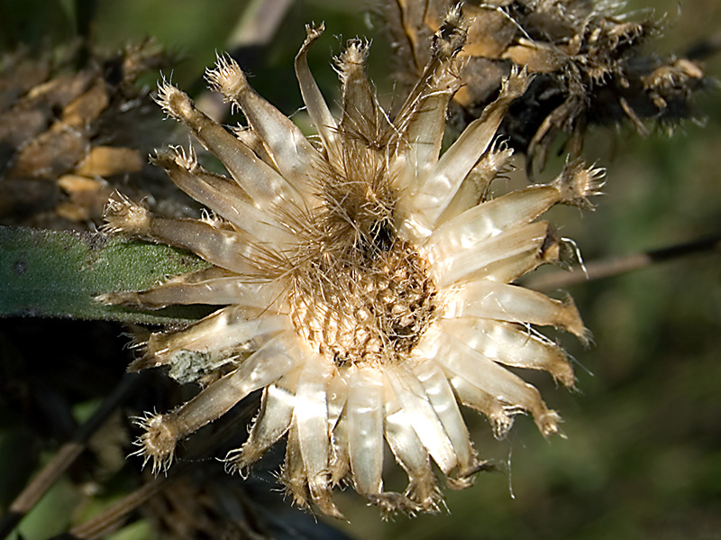 Изображение особи Centaurea scabiosa.