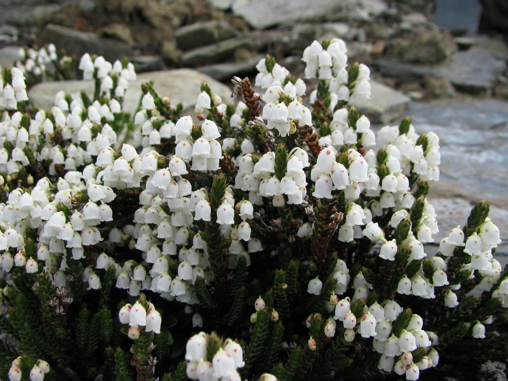 Изображение особи Cassiope ericoides.