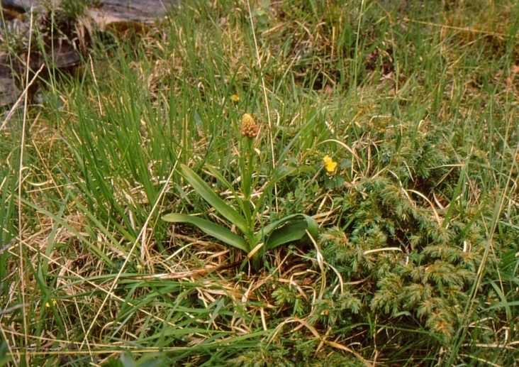 Изображение особи Gymnadenia densiflora.