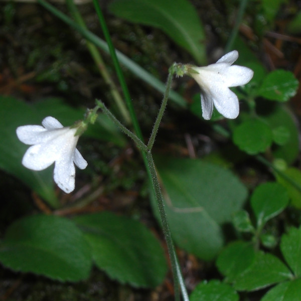 Image of Linnaea borealis specimen.