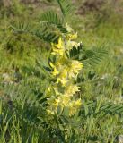Astragalus sieversianus. Цветущее растение. Кыргызстан, Чуйская обл., предгорье восточнее с. Орто-Сай. 29.04.2015.