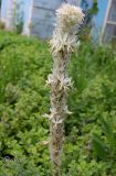 Asphodeline taurica