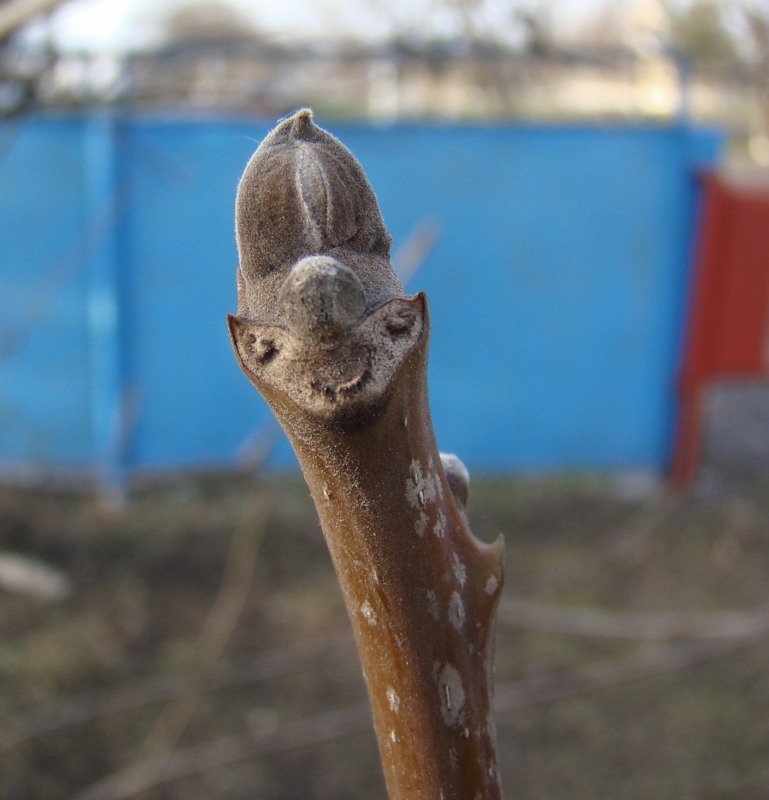 Изображение особи Juglans regia.
