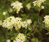 Spiraea hypericifolia. Веточки с соцветиями. Кыргызстан, Чуйская обл., Аламединское ущелье. 05.05.2015.