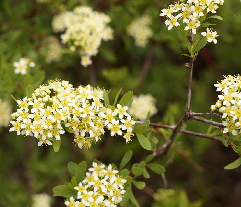 Image of Spiraea hypericifolia specimen.