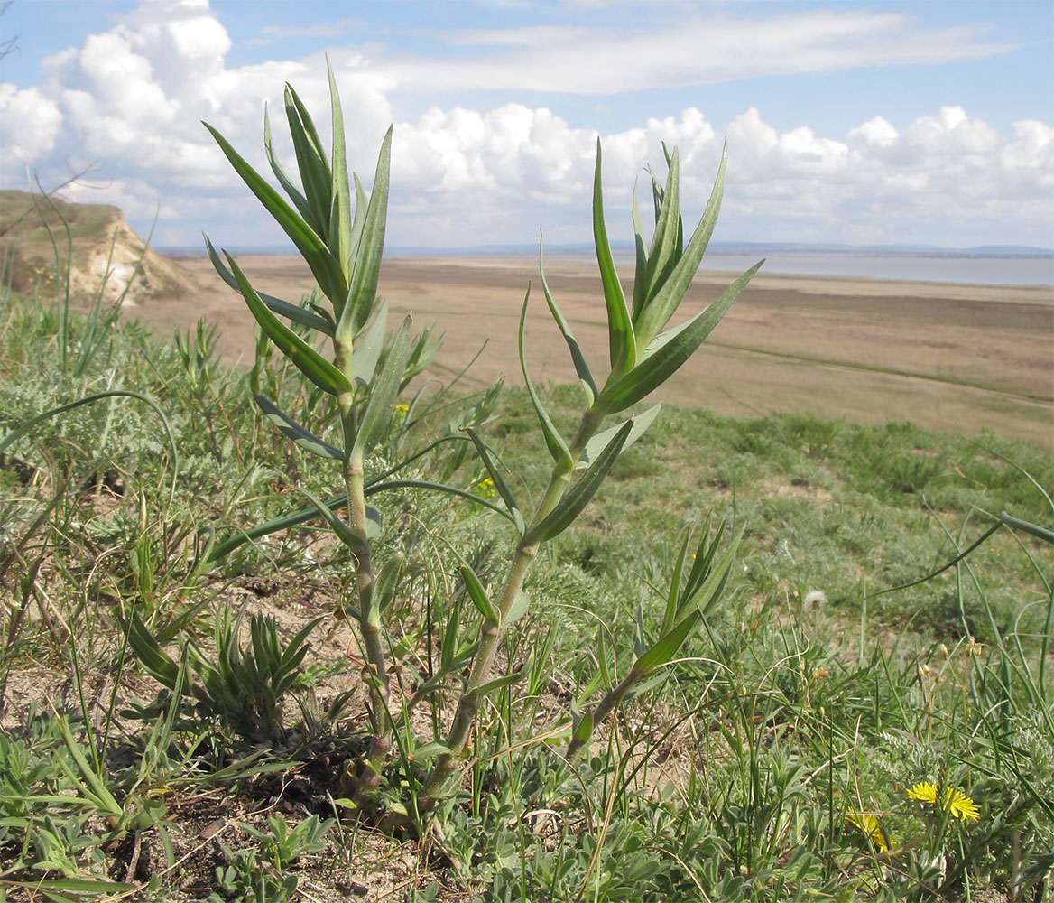 Image of Gypsophila paniculata specimen.