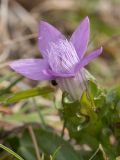 Gentianella crispata. Цветок с притаившимся жуком. Черногория, нац. парк Дурмитор, к северу от г. Жабляк, используемая под выпас каменистая горная степь. 15.10.2014.