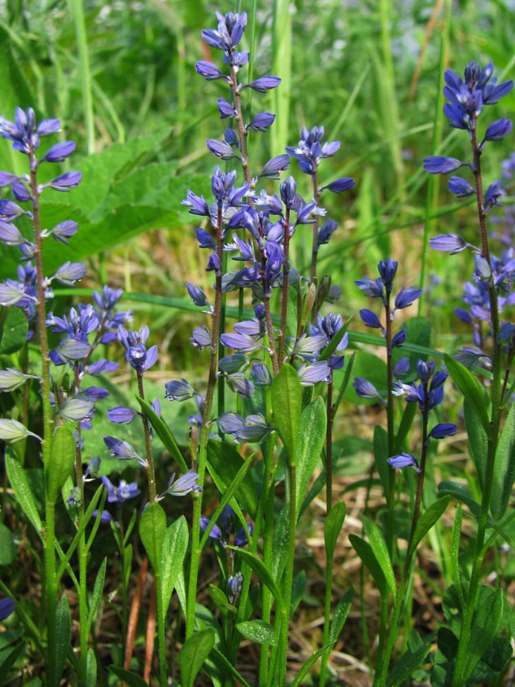 Image of Polygala amarella specimen.