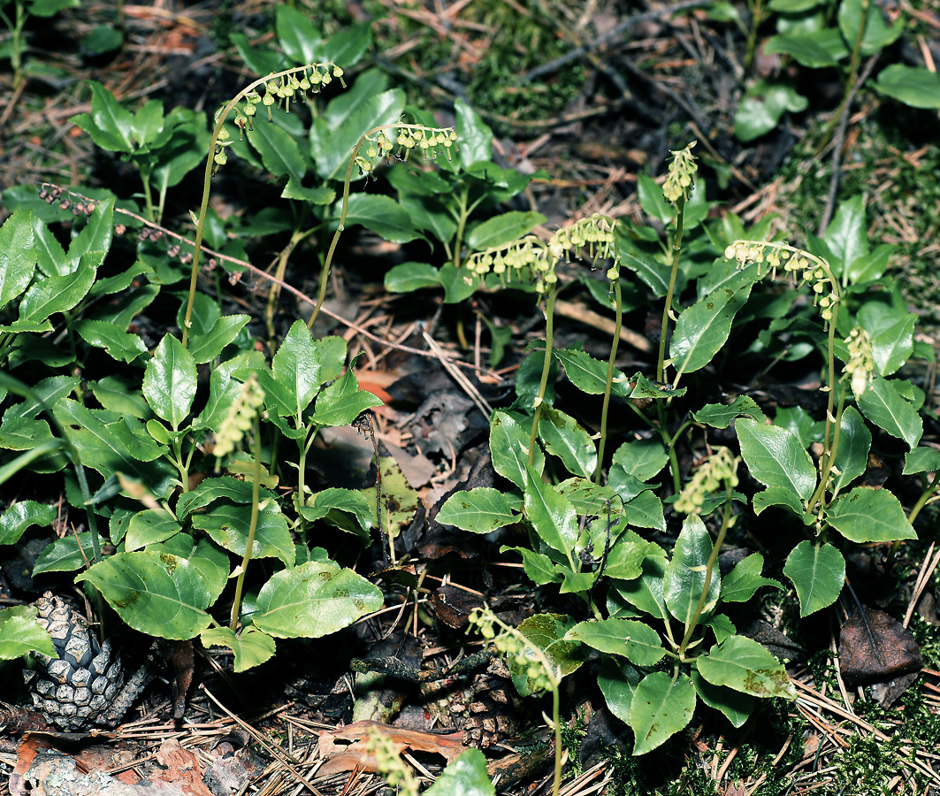 Image of Orthilia secunda specimen.