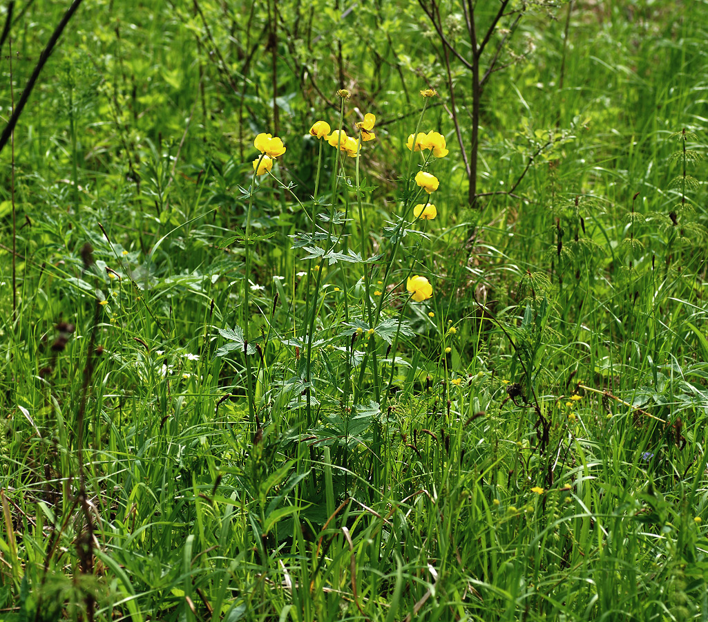 Image of Trollius europaeus specimen.