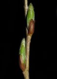 Salix triandra