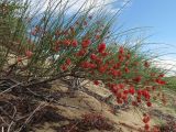 Calligonum rubicundum