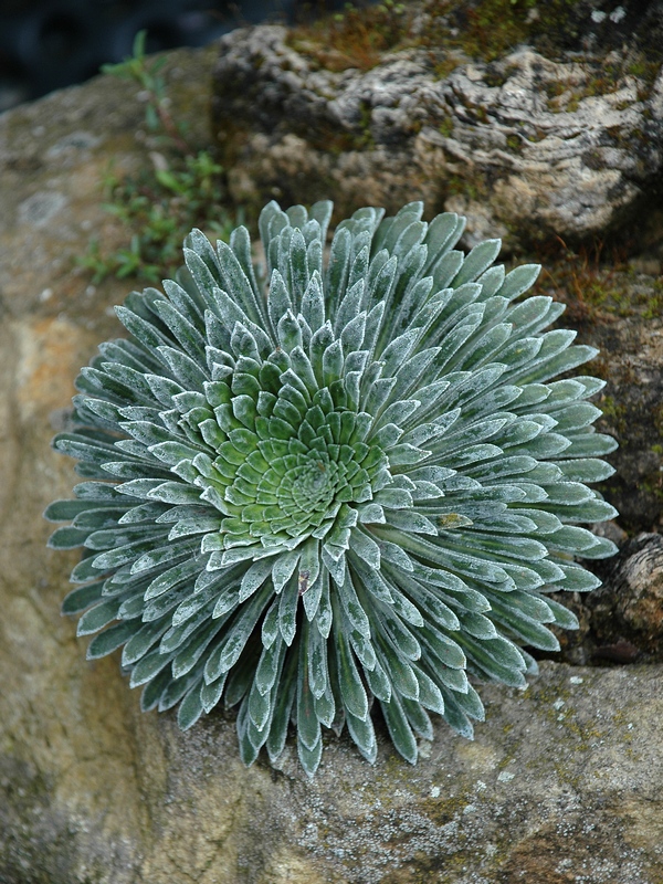 Image of Saxifraga longifolia specimen.