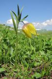 Fritillaria ophioglossifolia