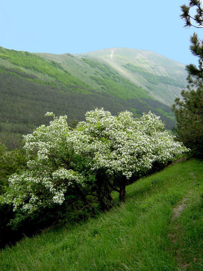 Image of Crataegus rhipidophylla specimen.