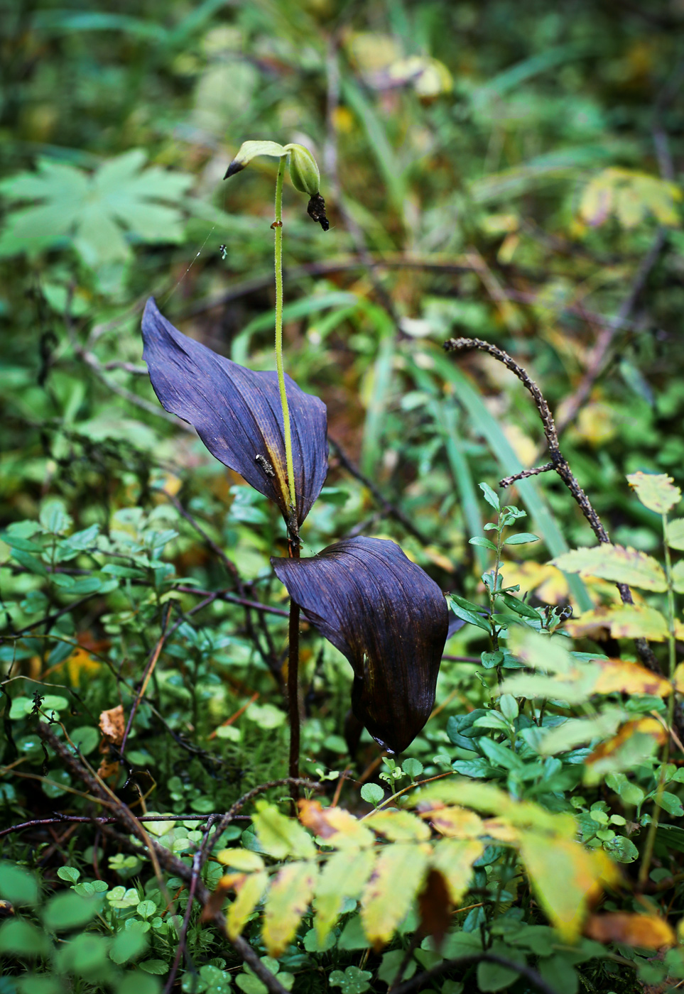 Image of Cypripedium guttatum specimen.