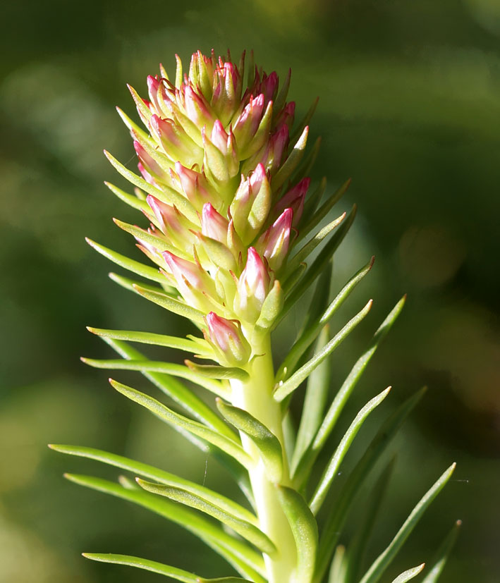 Image of Clementsia semenovii specimen.