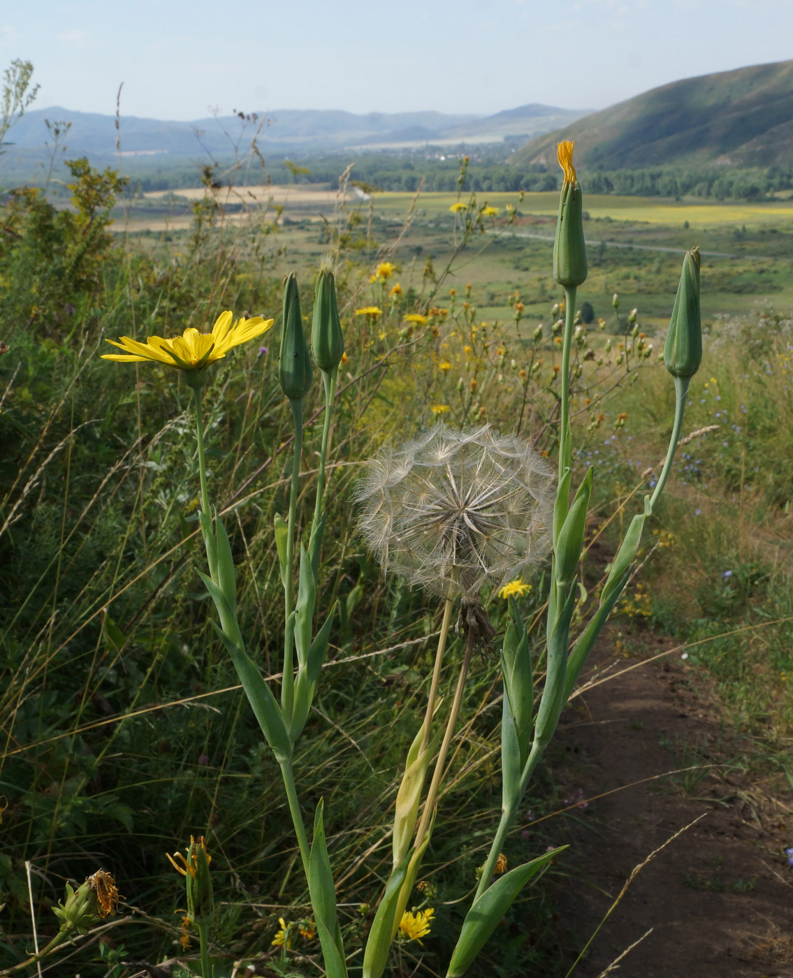 Image of Tragopogon orientalis specimen.