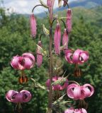 Lilium pilosiusculum