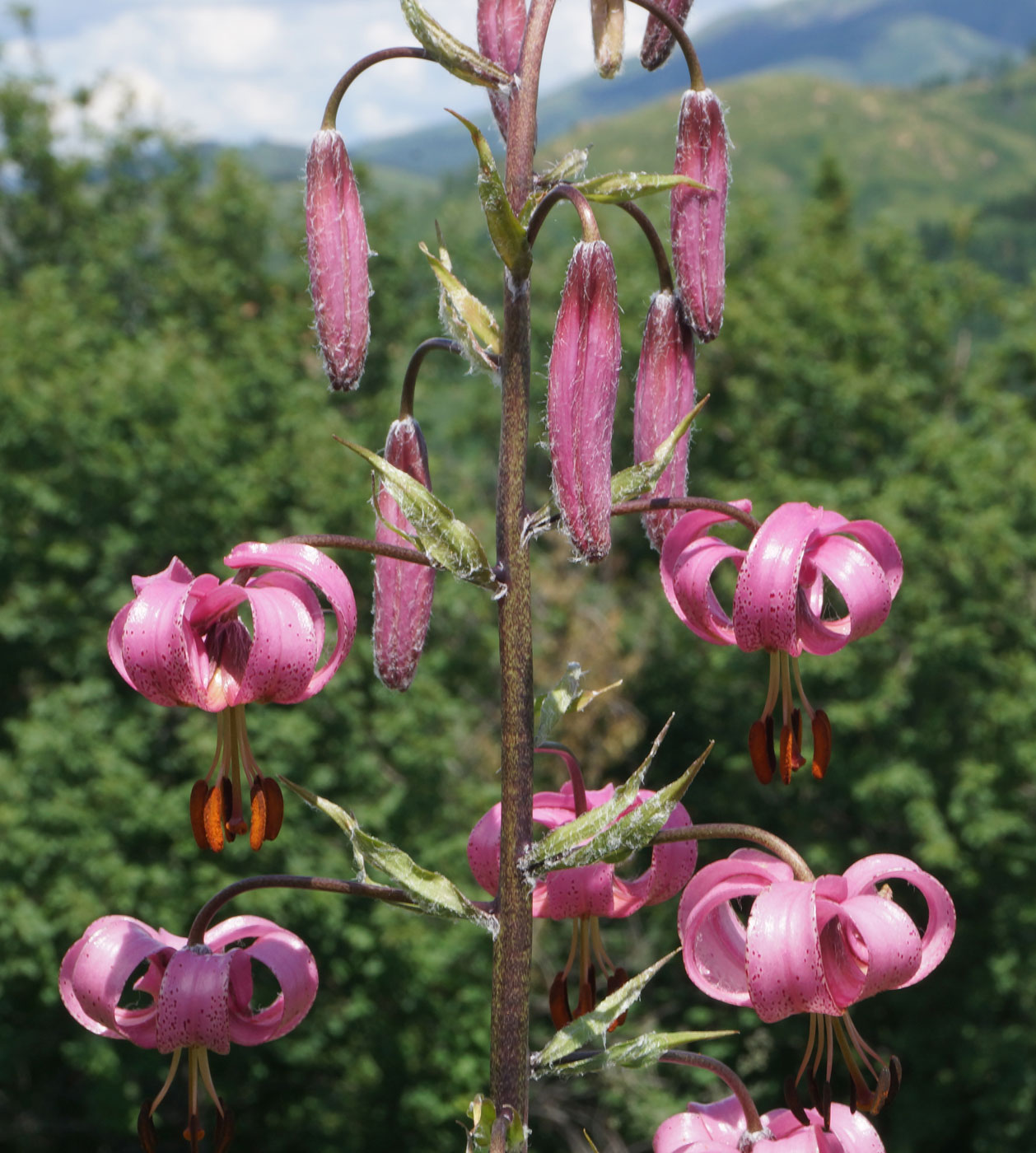 Изображение особи Lilium pilosiusculum.