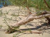 Artemisia arenaria