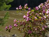 Rhododendron ledebourii