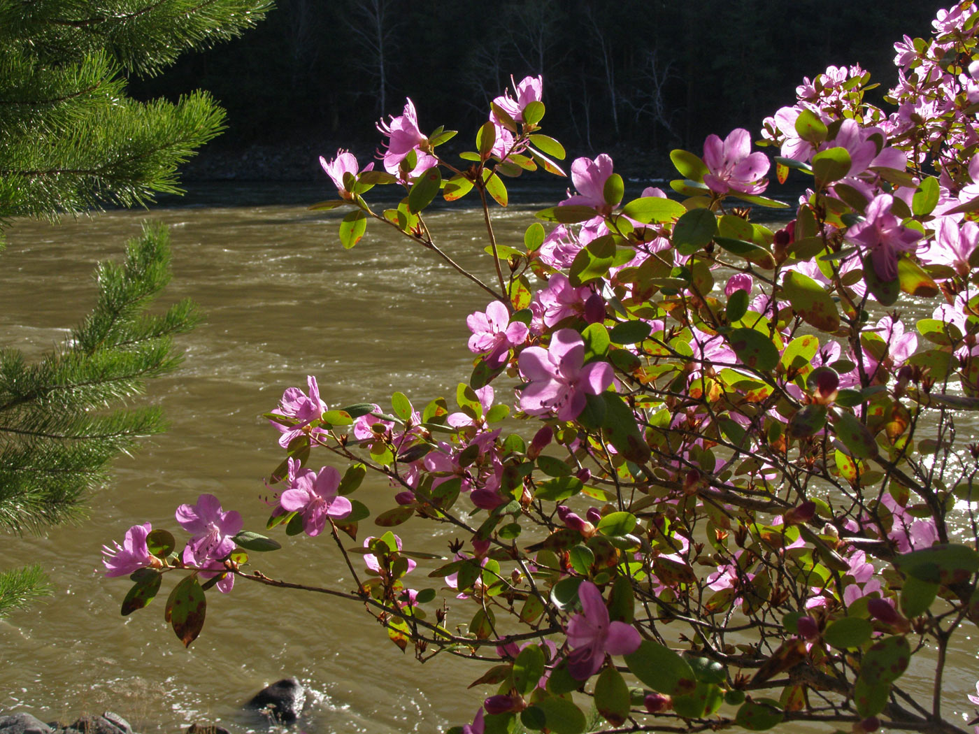 Image of Rhododendron ledebourii specimen.