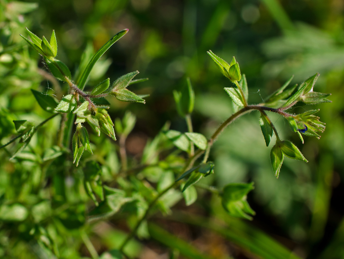 Изображение особи Veronica biloba.