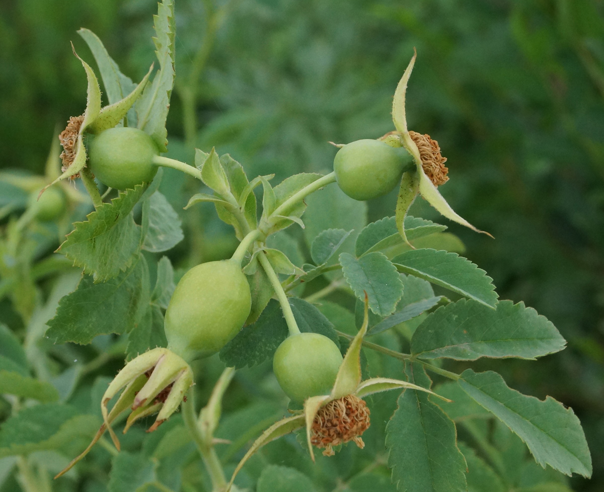 Image of Rosa laxa specimen.