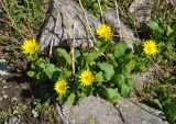 Doronicum altaicum