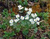 Anemonastrum sibiricum. Цветущее растение. Тува, Тоджинский р-н, долина р. Аржаан-Хем (выс. около 1700 м н.у.м.), горная тундра. 07.07.2015.