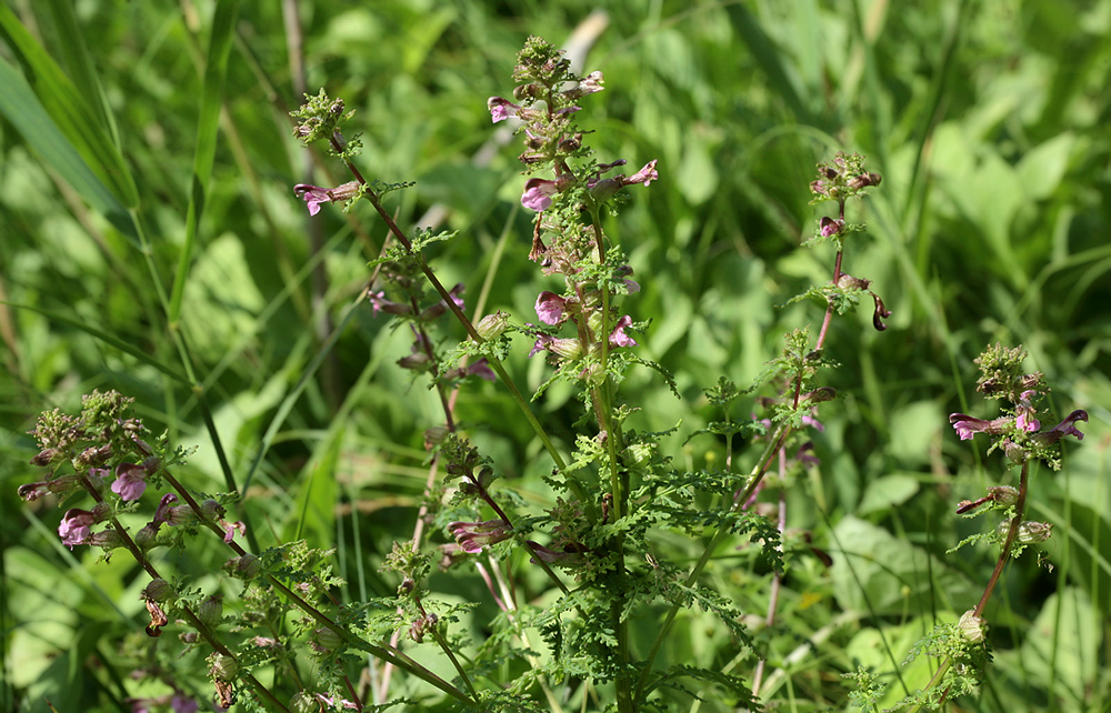 Изображение особи Pedicularis palustris.