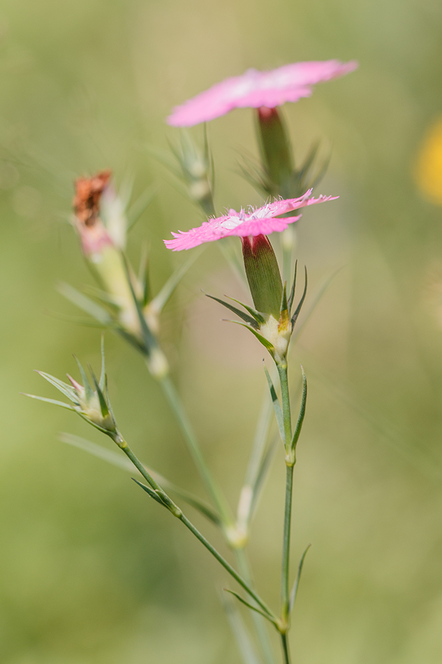 Image of Dianthus caucaseus specimen.