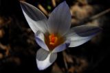 Crocus reticulatus. Цветок. Донецк, лесополоса. 08.03.2016.