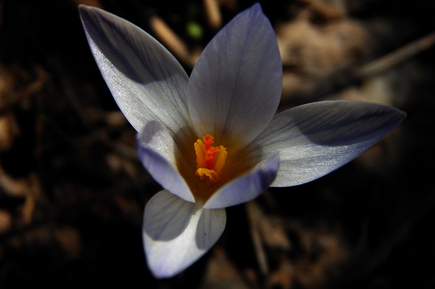 Изображение особи Crocus reticulatus.