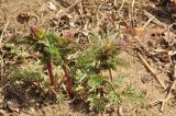 Corydalis speciosa