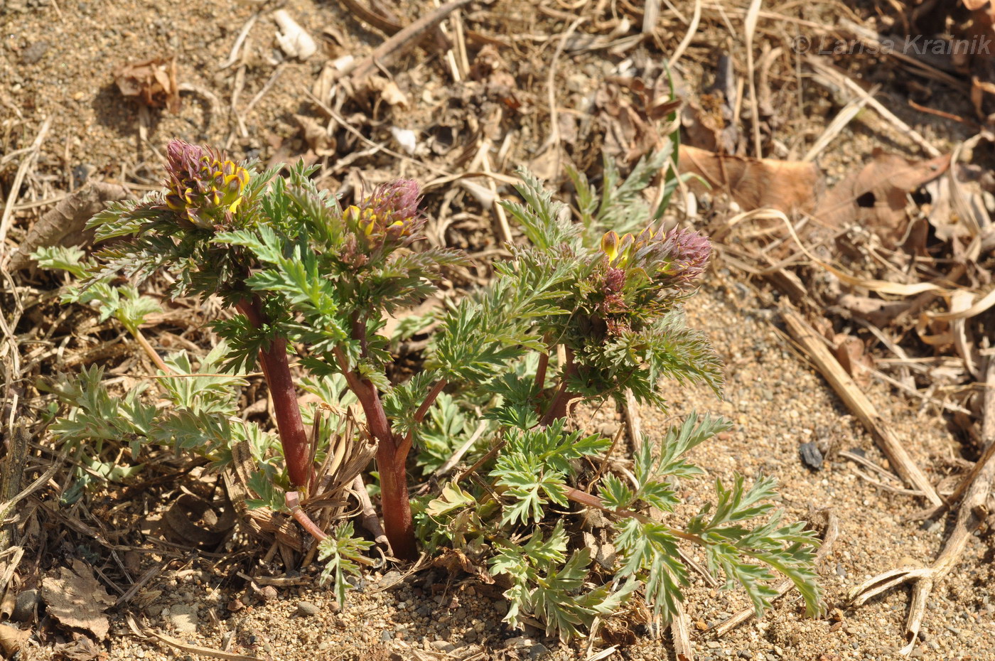 Изображение особи Corydalis speciosa.