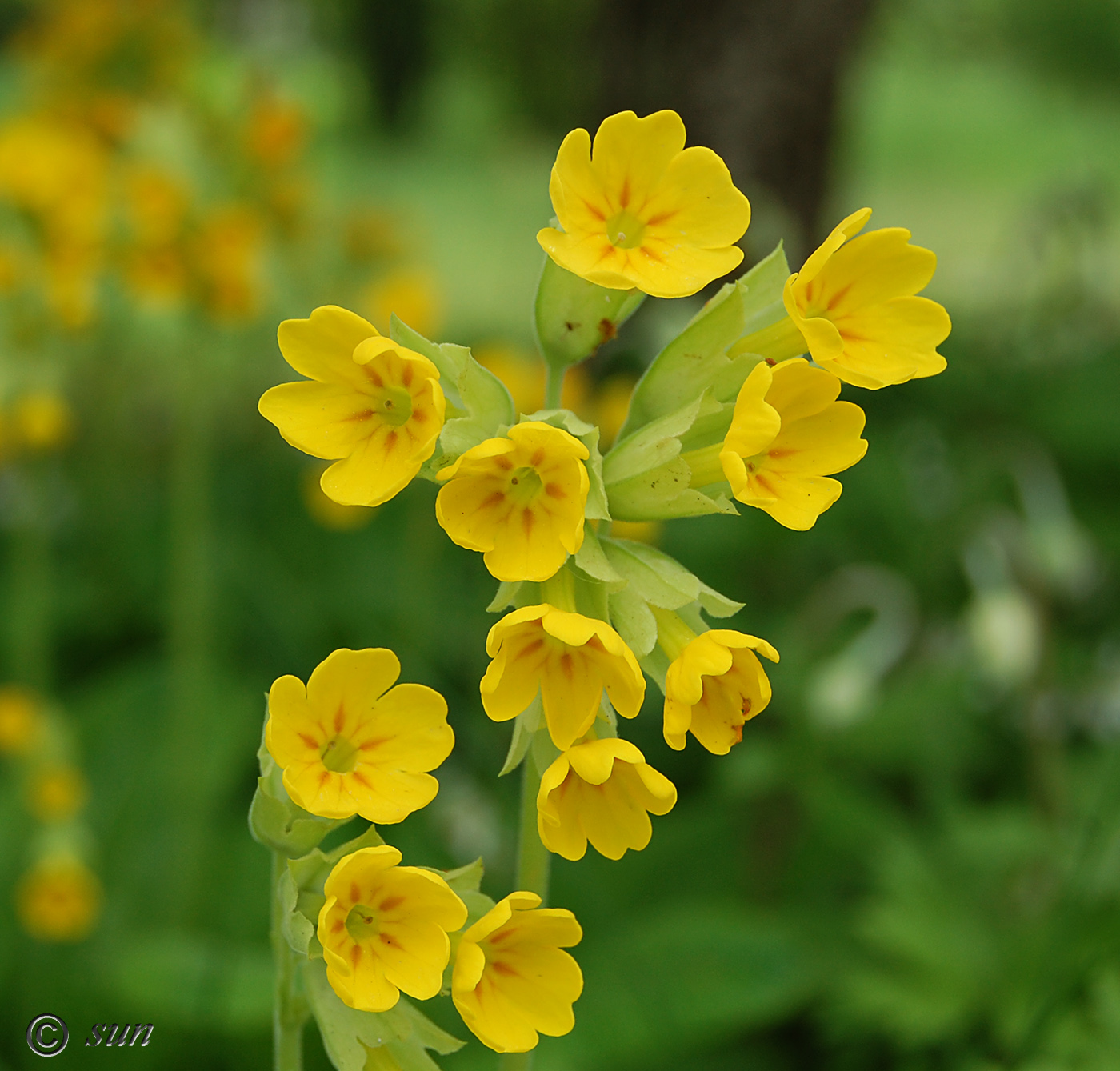 Image of Primula macrocalyx specimen.