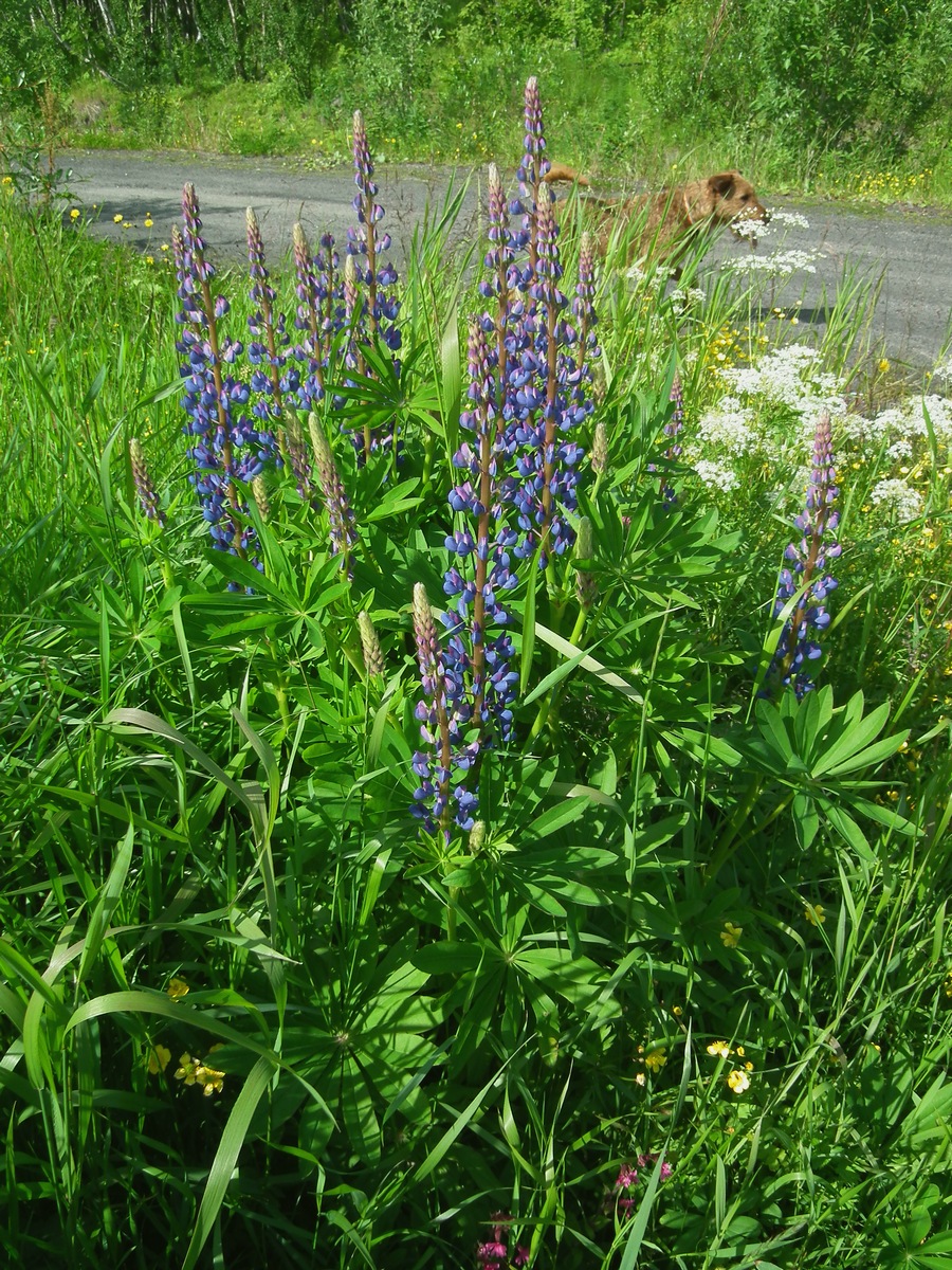 Image of Lupinus polyphyllus specimen.