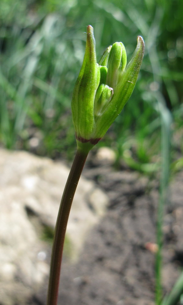 Image of Dichelostemma ida-maia specimen.