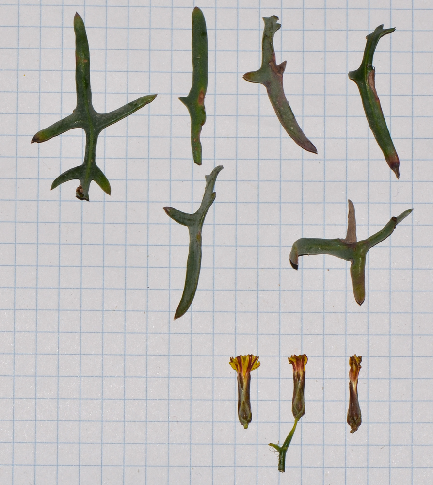 Image of Launaea arborescens specimen.