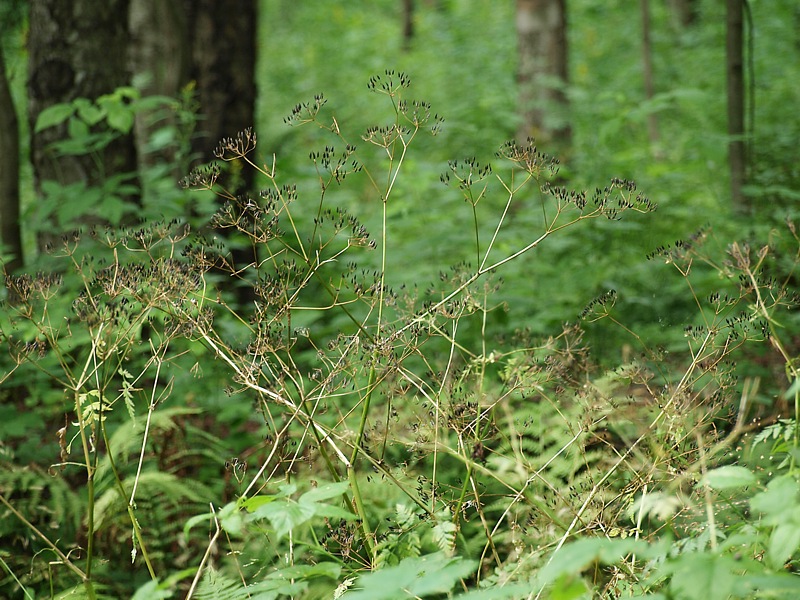 Изображение особи Anthriscus sylvestris.