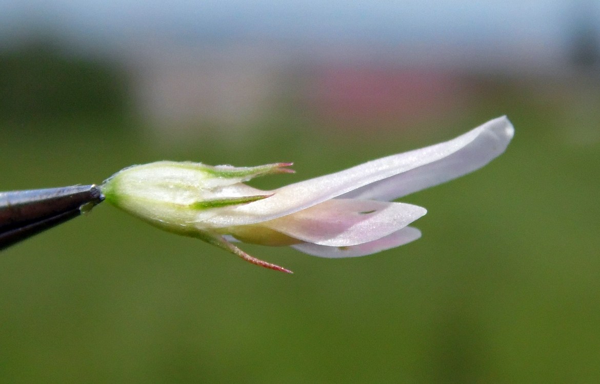 Image of Trifolium ambiguum specimen.