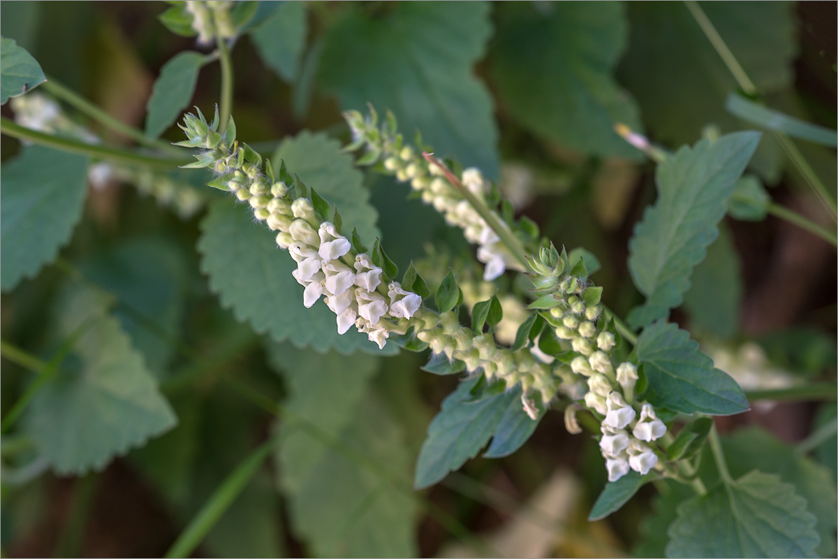 Изображение особи Scutellaria sieberi.