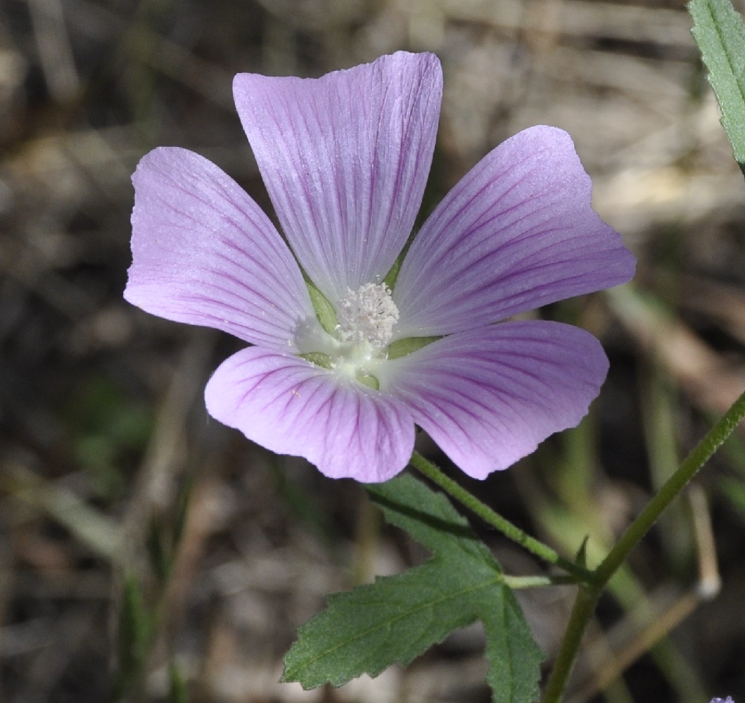 Изображение особи Malva punctata.