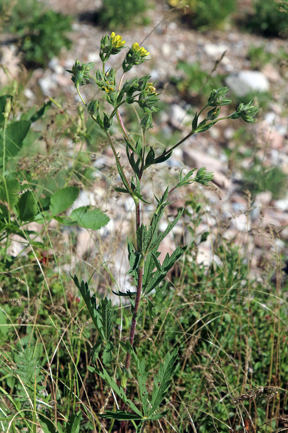 Image of Potentilla tschimganica specimen.
