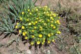Adonis turkestanica