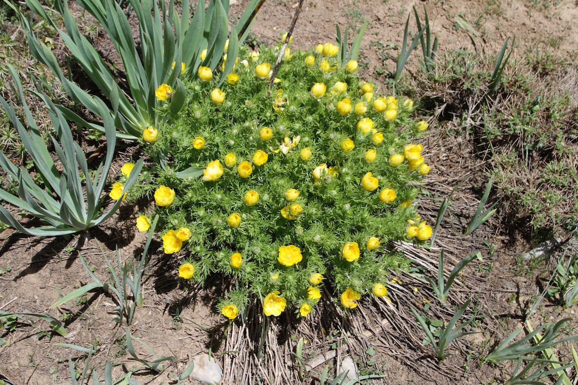 Image of Adonis turkestanica specimen.